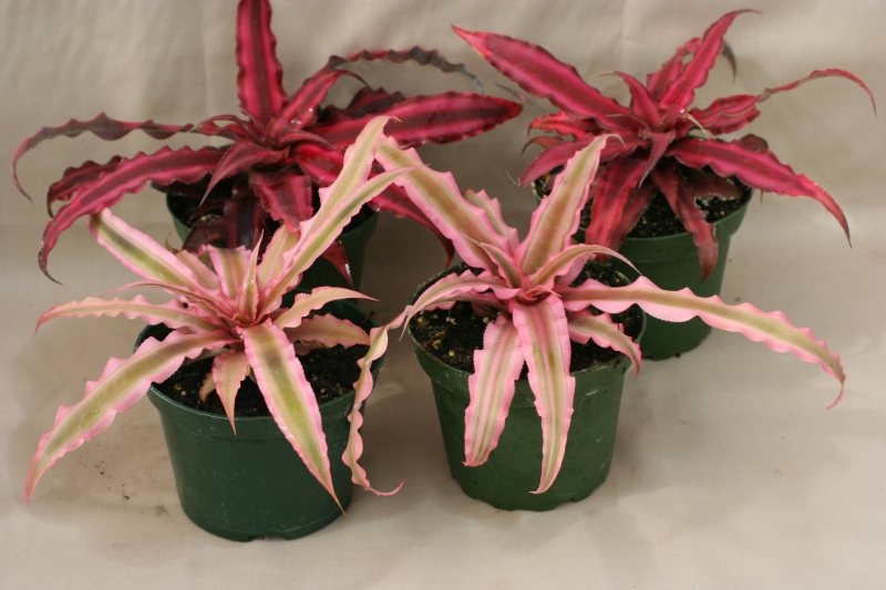 4" Crypthantus